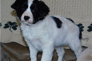 Kaval�r King Charles �pan�l �t��ata,