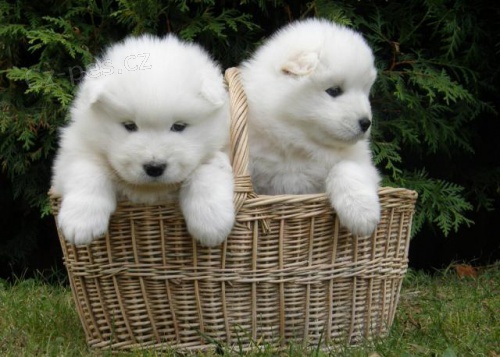 No�n�k tr�noval Samoyed �t��ata.
