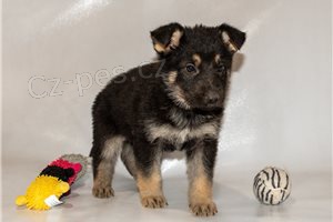 �t��ata n�meck�ho ov��ka.