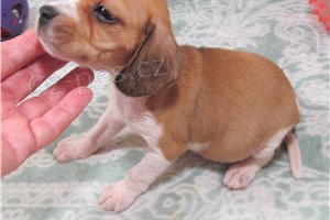 Ohromuj�c� �t��ata Beagle.