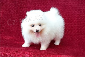 Pomeransk� �t��ata k dispozici.