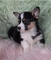 N�dhern� �t���tka Corgi Pembroke.