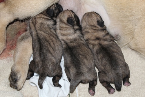 Mops�k �t��ata