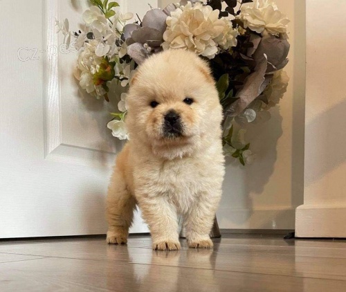Chow Chow �t��ata.,