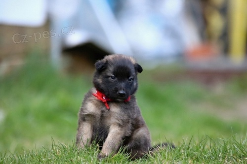 Belgick� ov��k Tervueren