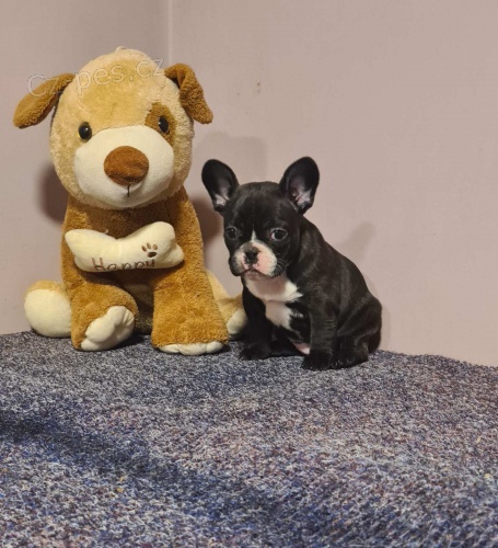 Francouzsk� buldo�ek �t�n�