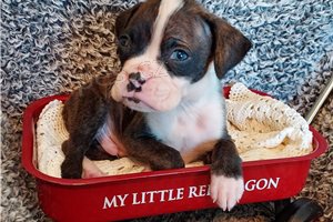 Kr�sn� boxersk� �t���tka.