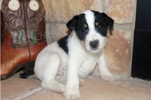 Kr�sn� �t��ata Jack Russell teri�ra.