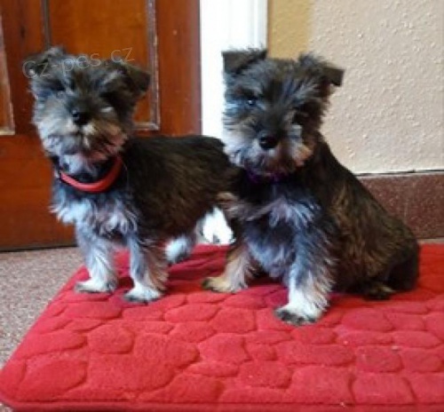 Miniaturn� �t��ata kn�ra��.