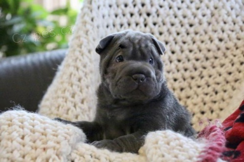 Rodokmen �t��ata Shar Pei.