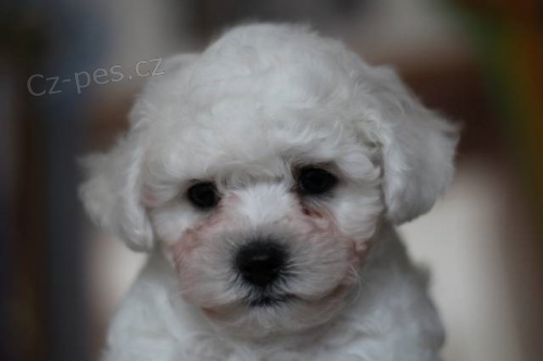 Bi�onek s PP- �t���tka