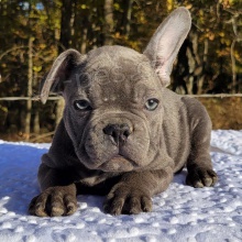 N�dhern� �t��ata francouzsk�ho buldo�ka