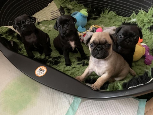 Kc Reg Pug �t��ata.