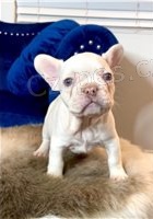 �t��ata francouzsk�ho buldo�ka.