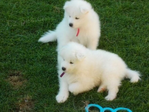 Samoyed �t��ata.