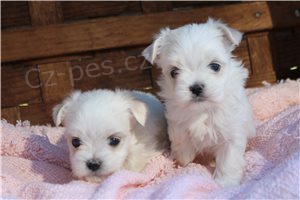 Sladk� maltsk� �t��ata.