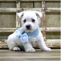 �t��ata West Highland teri�ra.