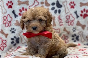 Sladk� Cavapoo �t��ata.