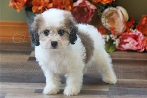 Kr�sn� �t���tka Cavachon.