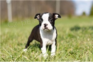 �t��ata sladk�ho bostonsk�ho teri�ra.