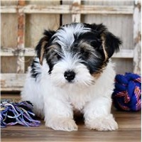 �t��ata Biewer teri�ra.