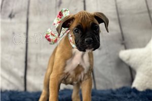 Sladk� boxersk� �t��ata.