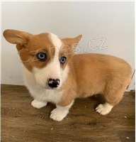 Welsh Corgi Cardigan �t��ata.