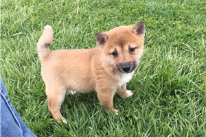 Sladk� Shiba Inu �t��ata.