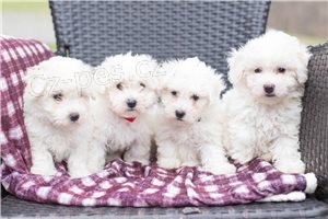 �t��ata Bichon Frise.