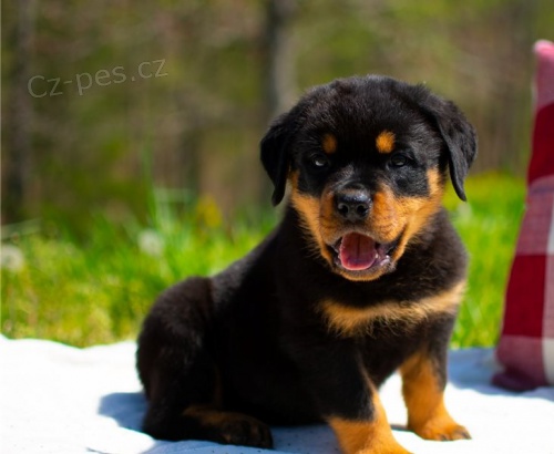 �istokrevn� �t��ata rotvajlera