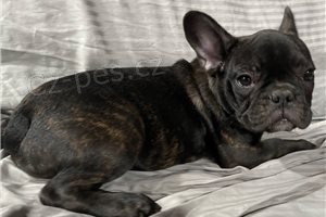 �t��ata francouzsk�ho buldo�ka.