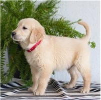 Registrovan� zlat� retr�v�i.