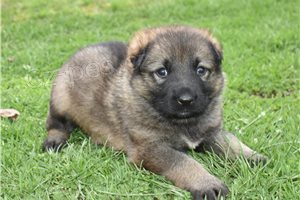 Sladk� roztomil� �t��ata n�meck�ho ov��ka.