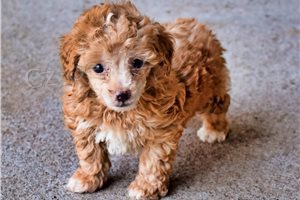 Sladk� roztomil� pudl� �t��ata.