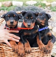 Doberman Pinscher �t��ata.