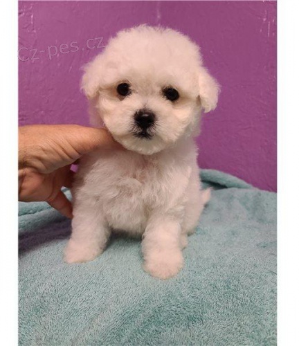 �t��ata Bichon Frise.
