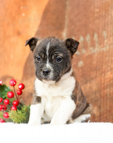 �t��ata Bostonsk�ho teri�ra.