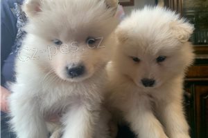 ڞasn� Samoyed �t��ata.