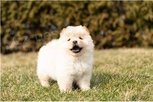 Kr�sn� �t���tka Chow Chow.