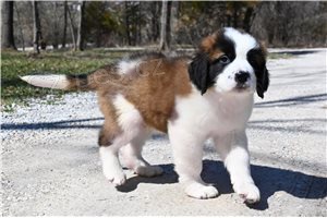 �t��ata svat�ho Bernarda.