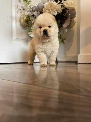 Kr�sn� Chow chow �t��ata.