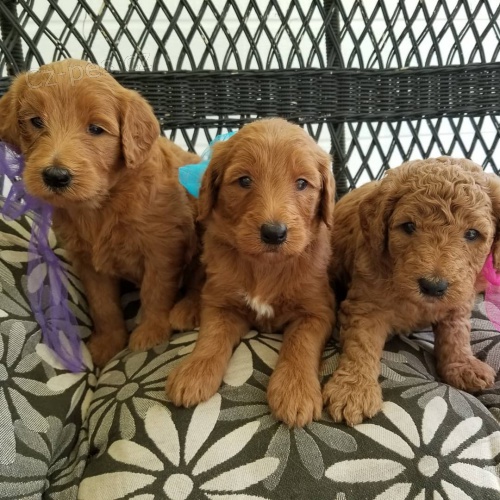 K dispozici �t��ata Goldendoodle