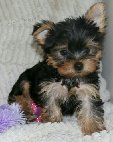 Rozko�n� �t���tka mini jork��rsk�ho teri�ra k adopci.