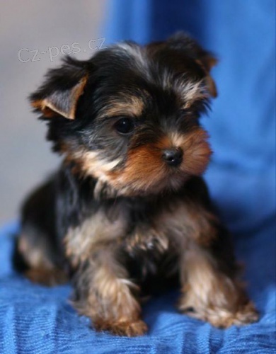 mini jork��rsk�ho teri�ra k adopci.