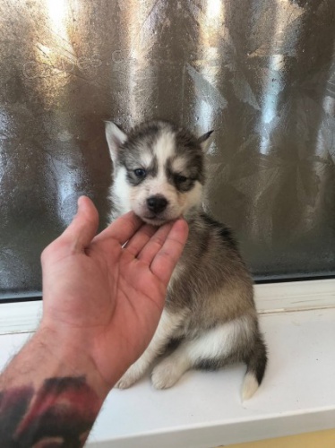 �t��ata sibi�sk�ho huskyho s kr�sn�ma modr�ma o�ima adopce.