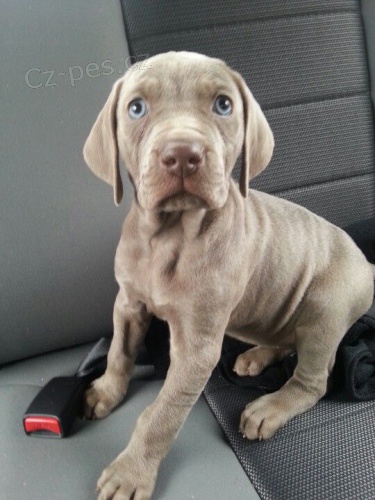 kr�sn� �t��ata pejska a feny v�marsk�ch oha�� k adopci