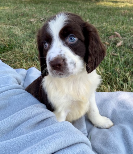 �t��ata pejska a fenky anglick�ho �pringr�pan�la k adopci.