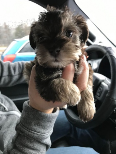 o�kovan� �t��ata mal�ho kn�ra�e k adopci.