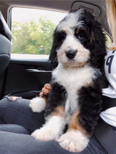 Zdrav� a kr�sn� �t��ata portugalsk�ho vodn�ho psa k adopci.