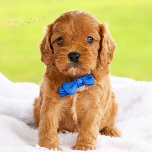 Zdrav� �t��ata Cavapoo k adopci.